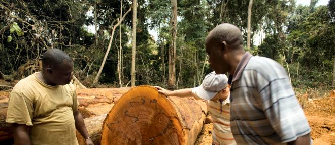 Bois du Congo : l'Asie s'installe