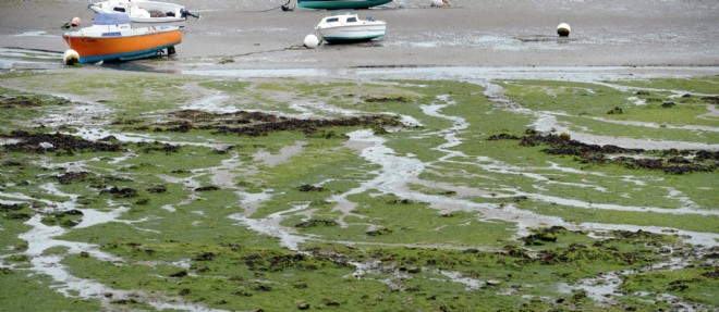 L'algue : nouvel or vert de la Bretagne ?
