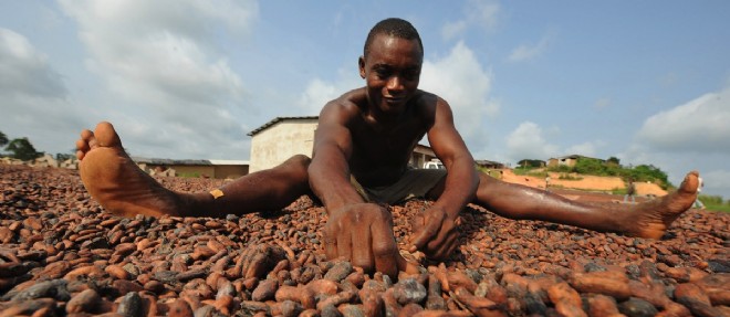 Cote d'Ivoire - Agriculture : des recoltes record pour 2014