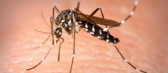 Le chikungunya se transmet par la piqure d'un moustique du genre Aedes.(photo d'illustration).