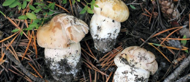 La symbiose d'un champignon et d'un pin a pu reverdir des zones desertifiees en Colombie.