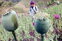 La production d'opium stabilis&eacute;e en Birmanie, 2e producteur mondial