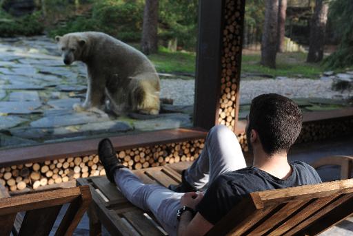 Avec La Nuit Chez Lours Le Zoo De La Flèche A Mis Dans Le