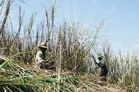 Madagascar : les Chinois de la Sucoma pas très contents