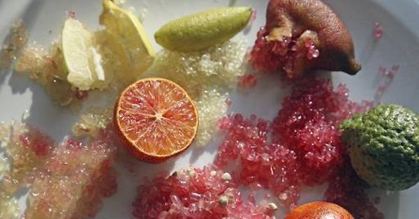 Le citronnier caviar : un agrume qui éclate en bouche - Les Jardins de la  Terre