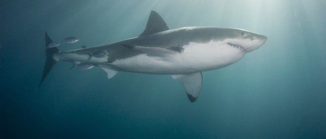 Requin Tueur Dans Un Autre Monde Un requin tueur pris en chasse par les autorités australiennes - Le Point