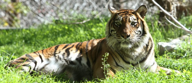 Condamné pour organiser des banquets à la viande de tigre