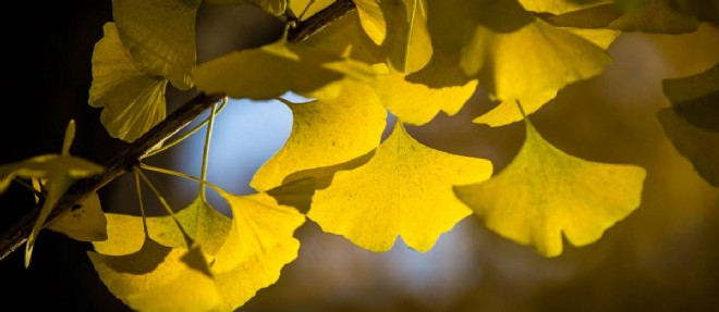 Des feuilles jaunies de ginkgo biloba en automne.