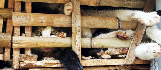 Une petition en ligne, qui a recueilli plus de 23 000 signatures, exhorte le Vietnam a "changer ses politiques de manipulation des animaux".