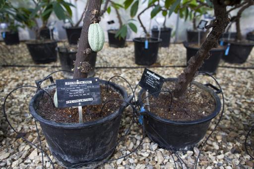 Des plants de cacao dans une serre a Reading, a l'Ouest de Londres, le 18 fevrier 2015