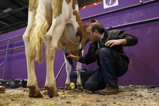 Un homme rase une vache qui sera présentée en compétition au Salon de l'agriculture à Paris le 22 février 2015 © Patrick Kovarik AFP