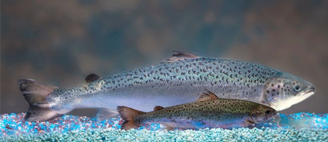 Un saumon genetiquement modifie pourrait se retrouver dans les assiettes des consommateurs americains d'ici la fin de l'annee.