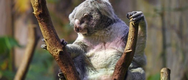 Australie : 686 koalas affamés ont été euthanasiés - Le Point