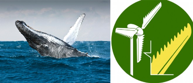La societe WhalePower a dessine les pales de ses eoliennes en s'inspirant des nageoires de baleines.
