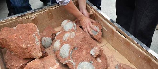 Des fossiles d'oeufs de dinosaures retrouves sur un chantier de la ville de Heyuan en Chine, le 19 avril 2015