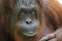 Zoo ou semi-libert&eacute;: une juge argentine &eacute;tudie le sort d'une orang-outan