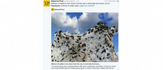 Une pluie d'araignees s'est abattue sur l'Australie.