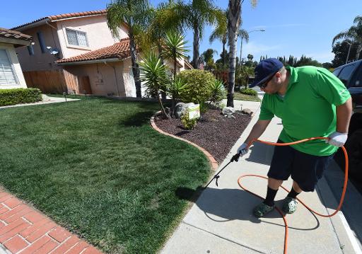 Un employé de l'entreprise californienne Lawnlift peint une pelouse en vert, le 12 mai 2015 à San Diego, en Californie aux Etats-Unis © Mark Ralston AFP