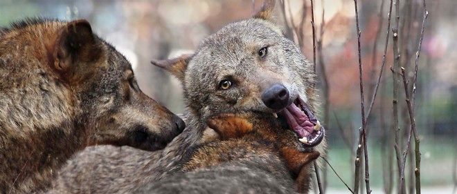 A 16 Ans Seul Face A Une Meute De Loups Le Point