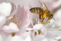 Les causes de l'agonie des abeilles : les pesticides, le stress, les maladies. ©Jens Meyer/AP/SIPA