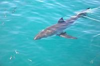 &Eacute;tats-Unis : attaques de requins en s&eacute;rie sur les plages de Caroline du Nord