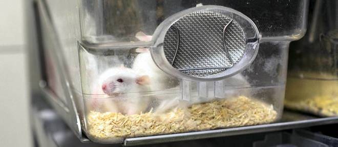 En Europe, les souris representent pres de 61 % des animaux de laboratoire.