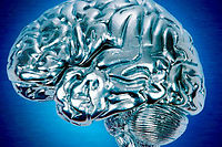 Le cerveau humain, plus puissant que l'ordinateur. ©SUPERSTOCK/SUPERSTOCK/SIPA