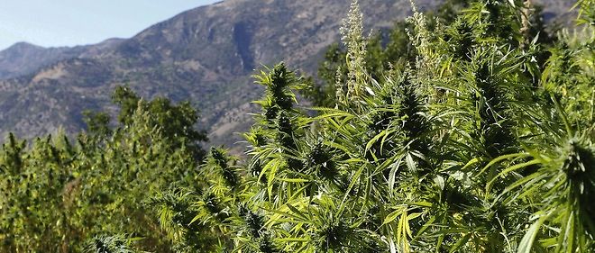 Une plantation de cannabis dans le nord du Maroc.