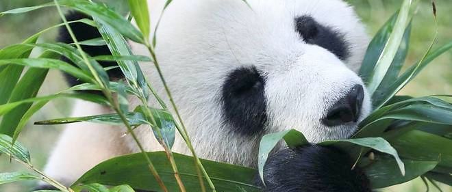 Contrairement aux apparences, le panda geant n'est pas fait pour manger du bambou. Il s'en accomode.