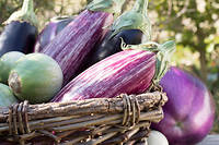 Harvest of eggplants in a kitchen garden.  Biosphoto / Virginie Queant ©Virginie Queant
