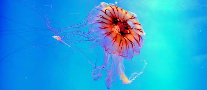 Parfois elegantes, souvent venimeuses, les meduses sont toujours redoutees des nageurs.