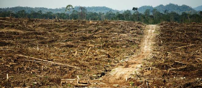 Plantations d'huile de palme a Kalimantan en Indonesie.