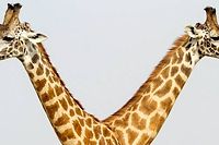 Les girafes ne bâillent jamais