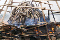 Comment les commissaires-priseurs encouragent le trafic d'ivoire