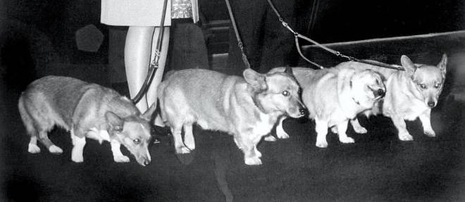 Les corgis de la reine, pris en photographie le 15 octobre 1969. 