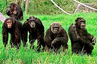 &Eacute;tats-Unis : une juge refuse de rendre leur libert&eacute; &agrave; deux chimpanz&eacute;s
