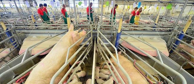 Pour tenter de mettre fin a la crise de l'elevage porcin et apres plusieurs actions coup de poing d'eleveurs au printemps, le gouvernement avait a la mi-juin preconise un prix d'achat du porc a 1,40 euro/kg (la moyenne du cout de production).