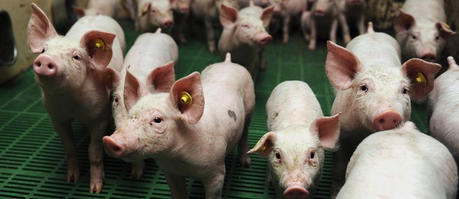 Les producteurs de porcs ne veulent pas d'un prix inferieur a 1,40 euro le kilo.
