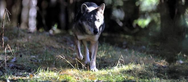Un loup dans le massif du Mercantour en 2012.