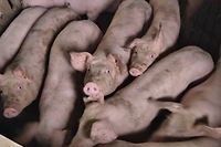 À Saint-Symphorien, dans le département de la Gironde, une ferme de 4 hectares fait naître et engraisse près de 10 000 porcs tous les ans.  ©Pauline Tissot