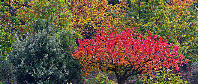 Rousses, jaunes, vertes, les feuilles d'arbres en automne offrent un magnifique tableau de couleurs chaudes. Photo d'illustration.