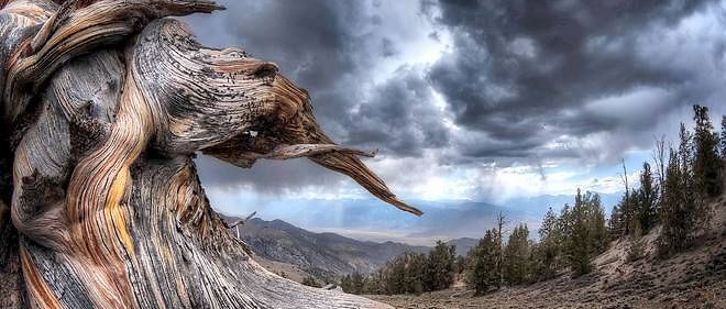 Une souche de pin Bristlecone, dans les White Mountains (Californie). Les arbres de cette espece peuvent atteindre 5 000 ans.