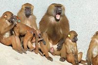 La démocratie  des babouins