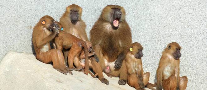 Une famille de babouins de Guinee au zoo de Vincennes.