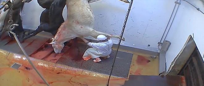 Des images clandestines ont ete tournees a l'abattoir d'Ales et montrent la souffrance animale.