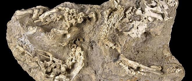 Les scientifiques decrivent trois ou quatre specimens perinataux de  dinosaures Saurolophus angustirostris, ainsi que deux fragments de  coquille d'oeuf.