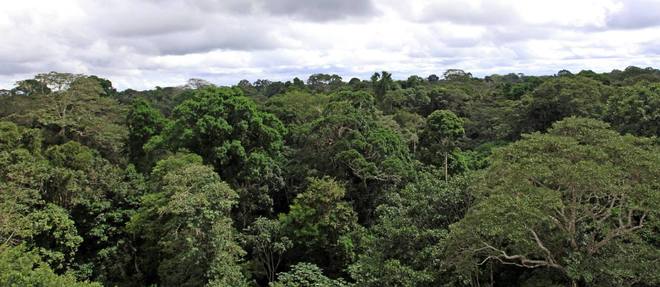 La bonne sante des forets tropicales, comme celle d'Amazonie, est garante de l'equilibre climatique planetaire.