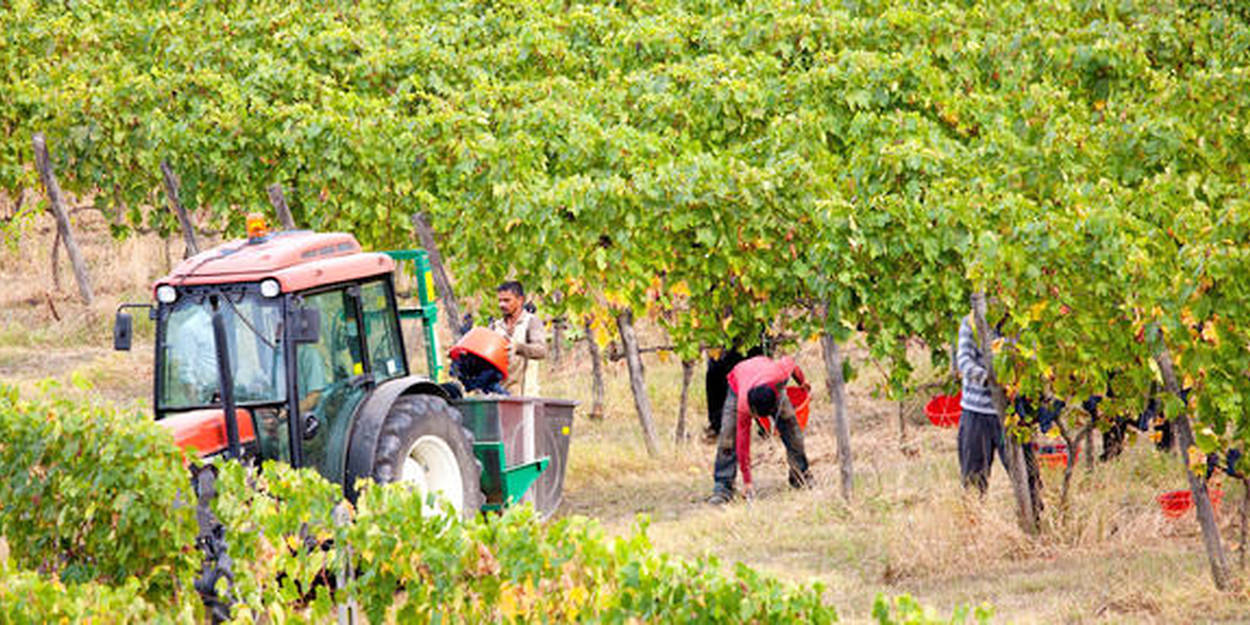 La Chine détrône la France sur le vin rouge