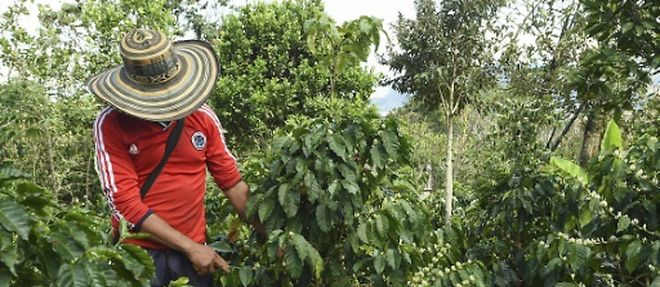 Un agriculteur surveille les fruits du cafeier sur la plantation de  La Tola a El Tambo, dans le departement de Narino le 21 octobre 2015