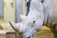 Wami, l'un des deux rhinoceros blancs males du Parc zoologique de Paris, est ne en 2011 au zoo de Beauval, a Saint-Aignan. (C)Pauline Tissot
